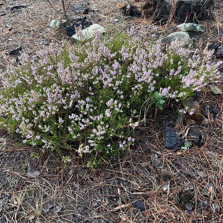 Hostel Cotanda - Casa De Montana Aislada En El Macizo Del Penyagolosa Puertomingalvo