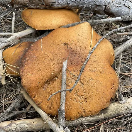 Cotanda - Casa De Montana Aislada En El Macizo Del Penyagolosa Hostel
