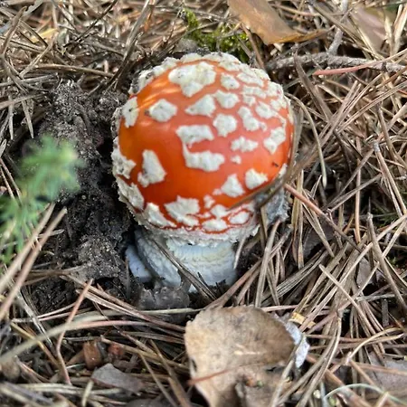 Hostel Cotanda - Casa De Montana Aislada En El Macizo Del Penyagolosa